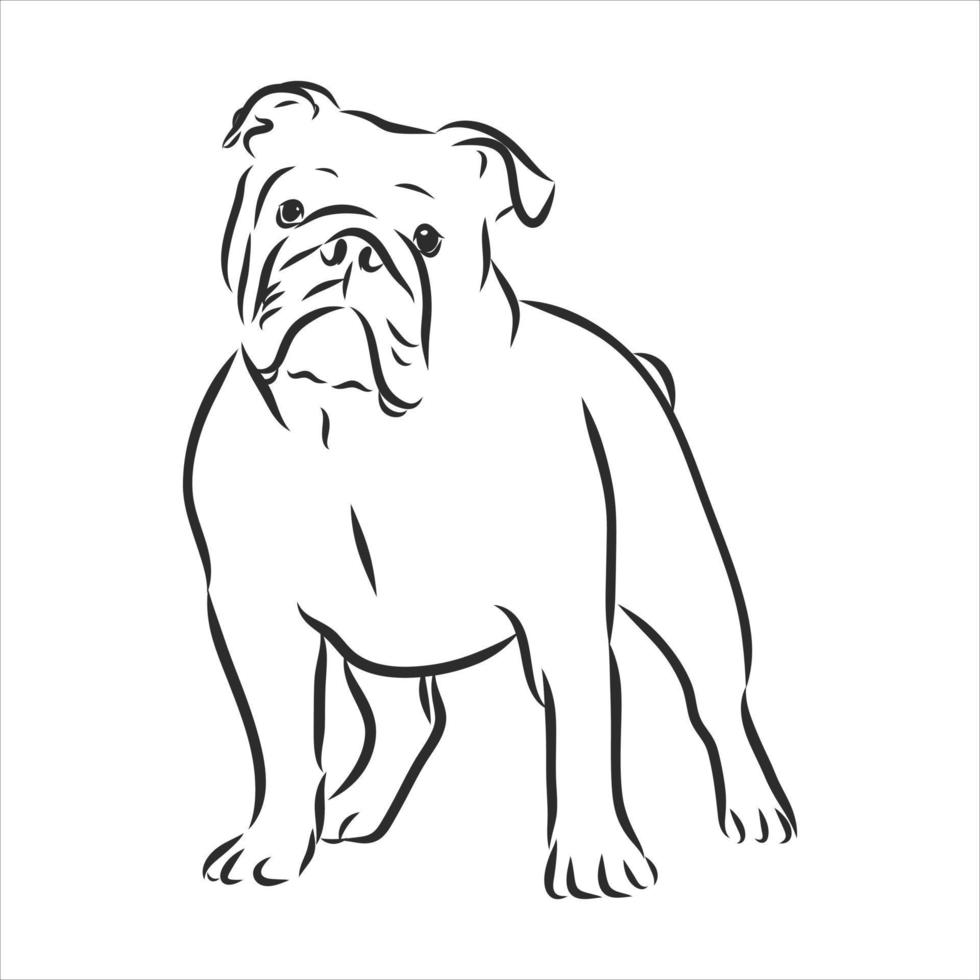 dog vector sketch