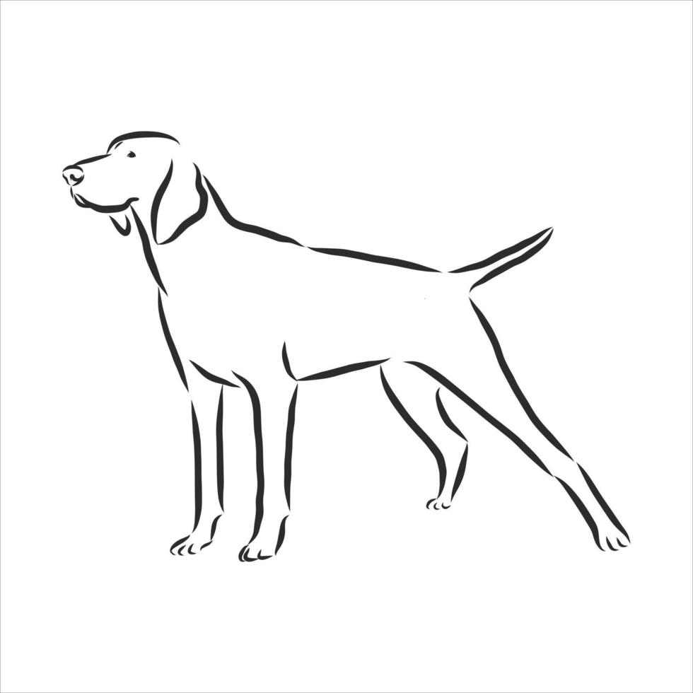 bosquejo del vector del perro