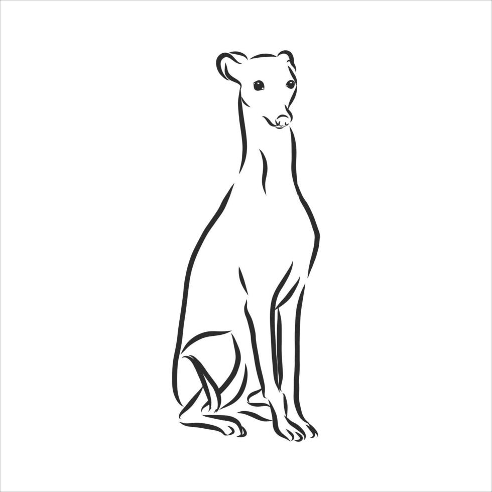 dog vector sketch