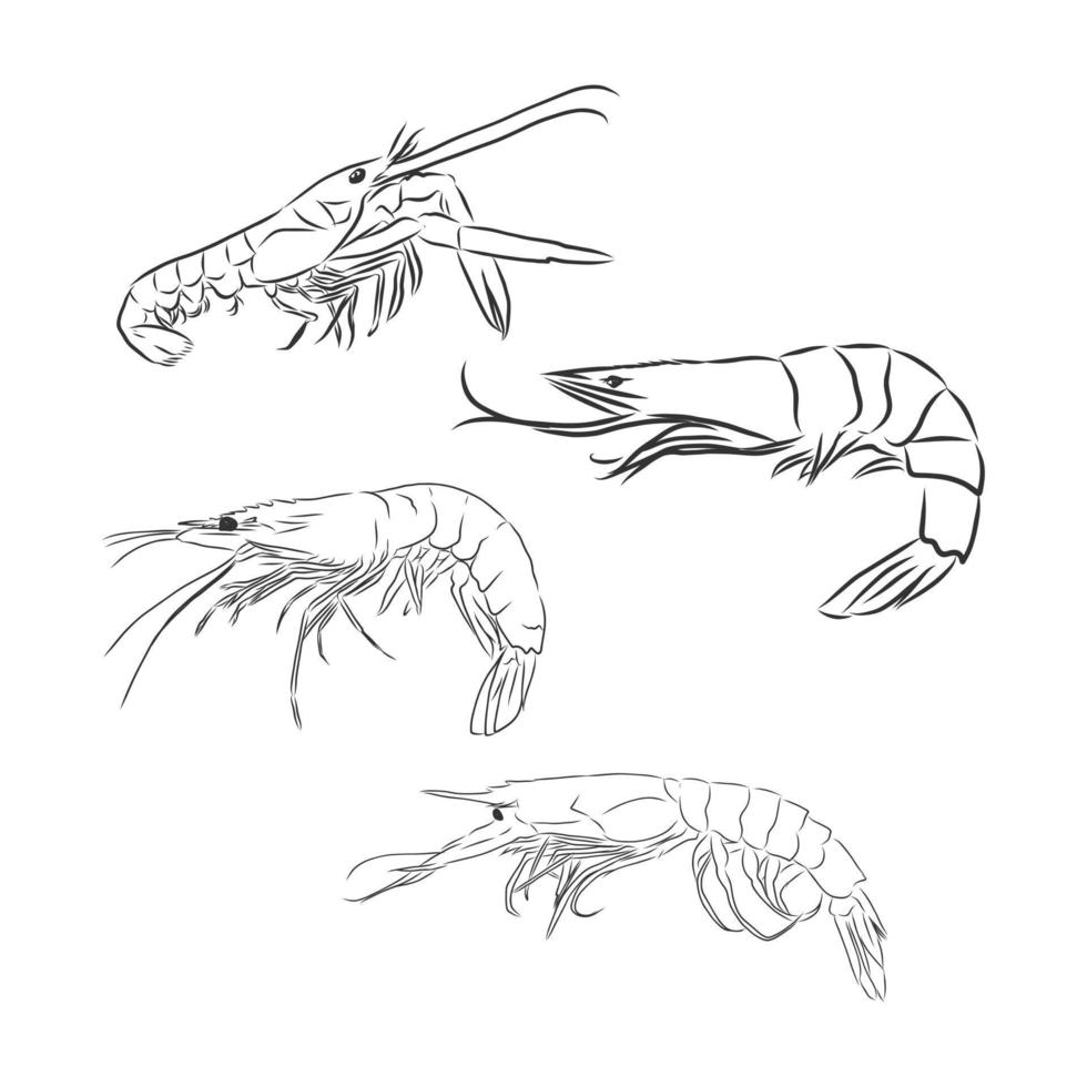 dibujo vectorial de camarones vector