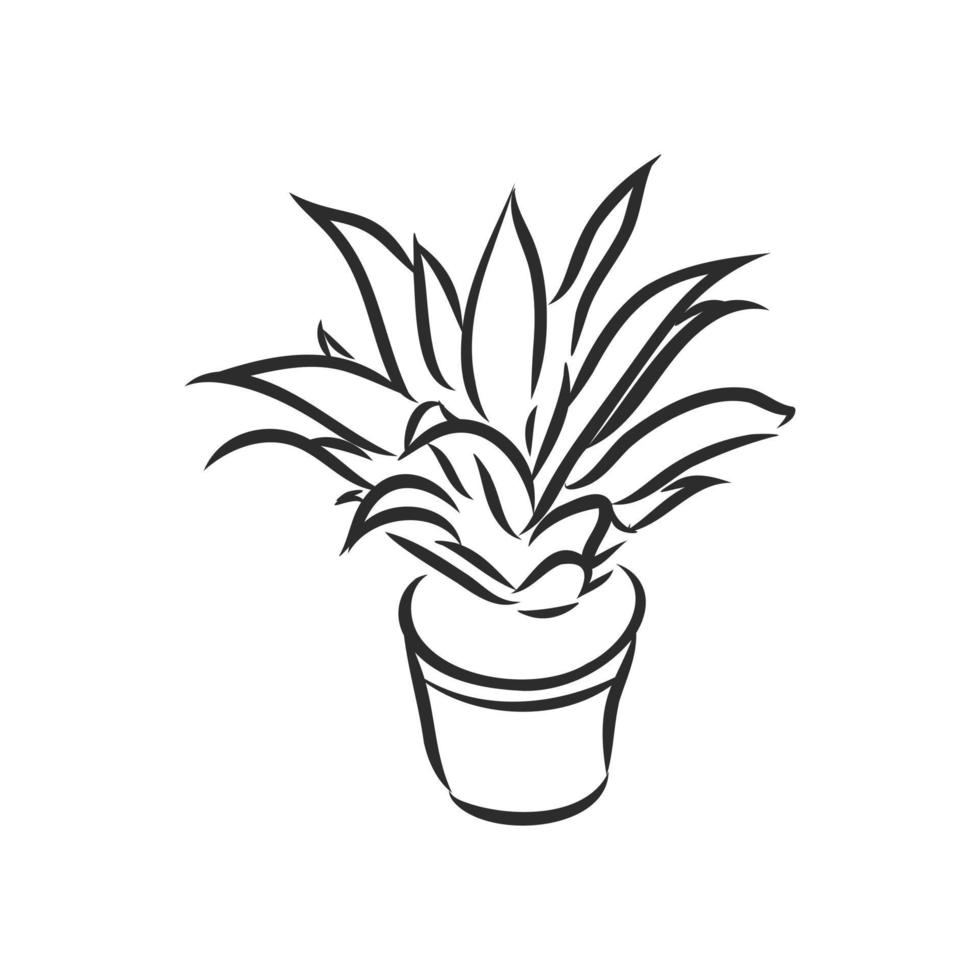 houseplant vector sketch