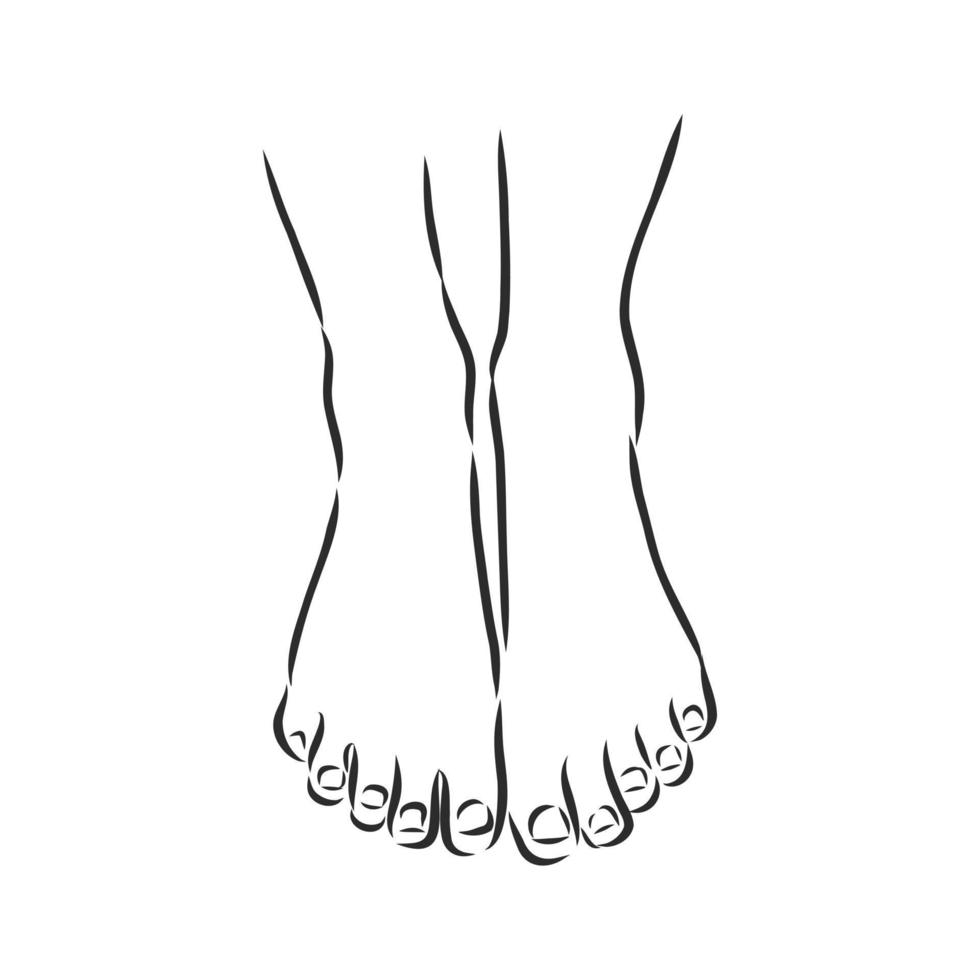women's legs vector sketch