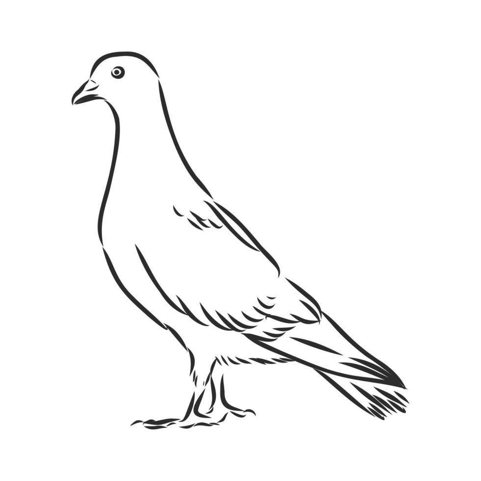 pigeon vector sketch