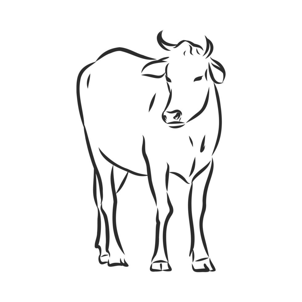 bosquejo del vector de la vaca