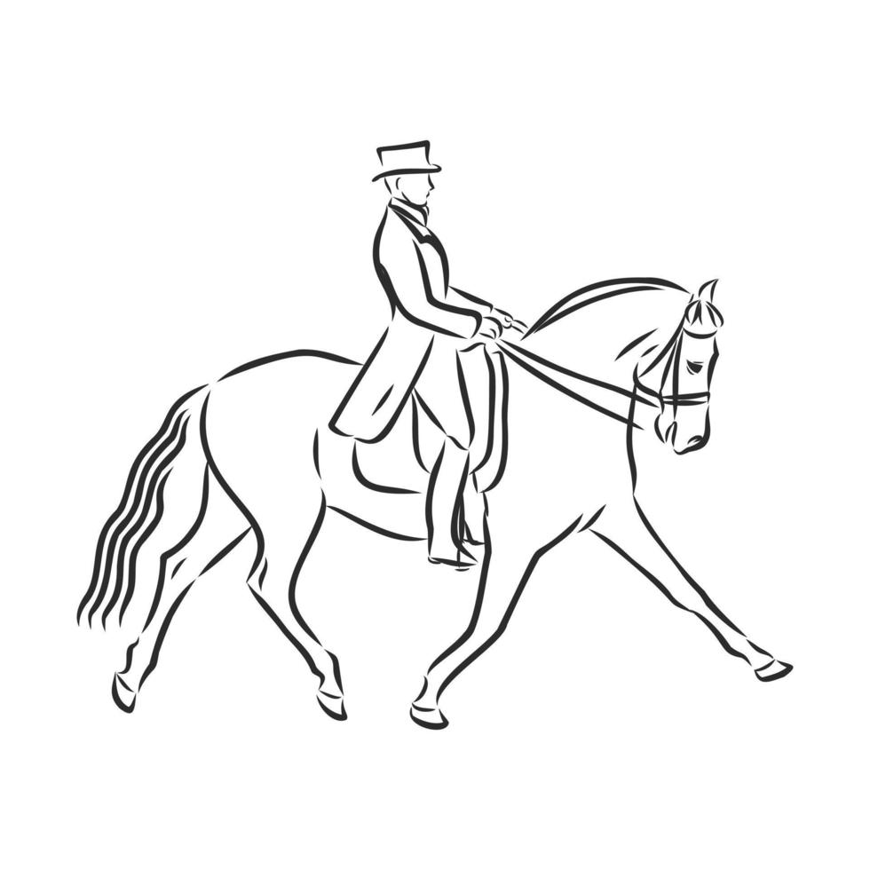 horse training vector sketch