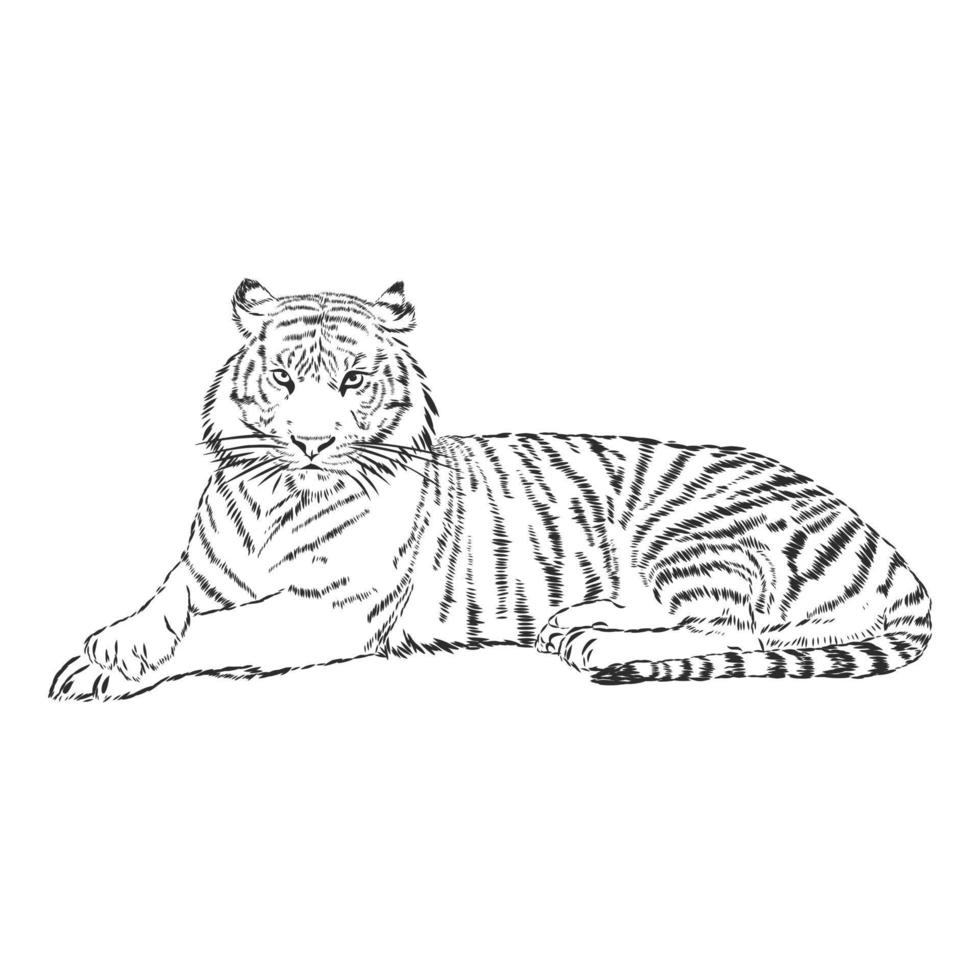 bosquejo del vector del tigre