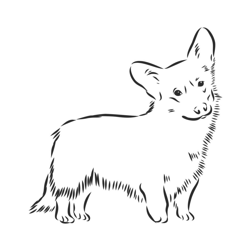 dog vector sketch