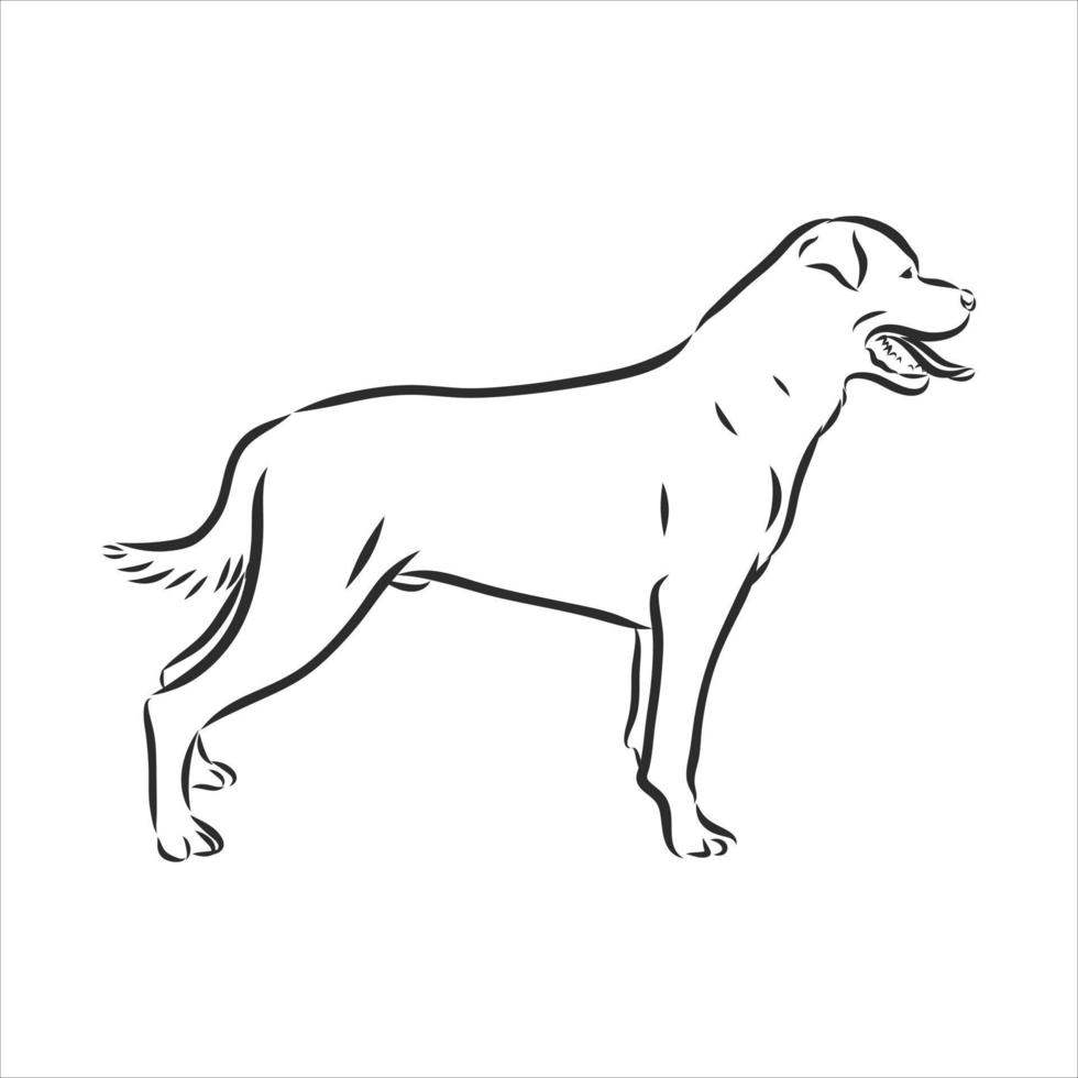 bosquejo del vector del perro