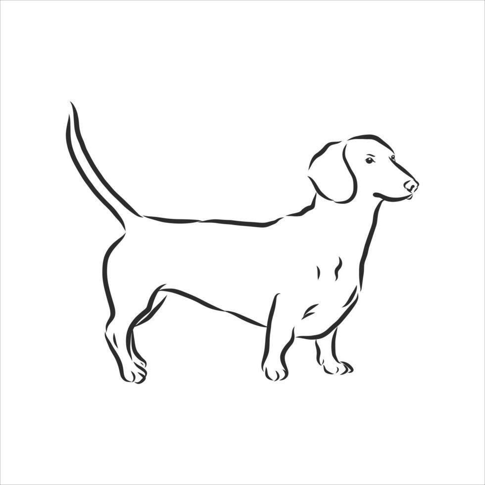 dog vector sketch