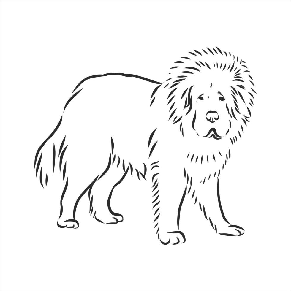 dog vector sketch