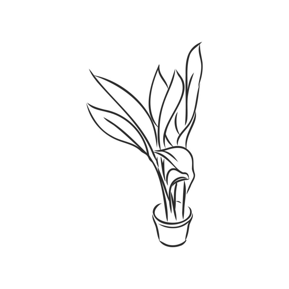 houseplant vector sketch