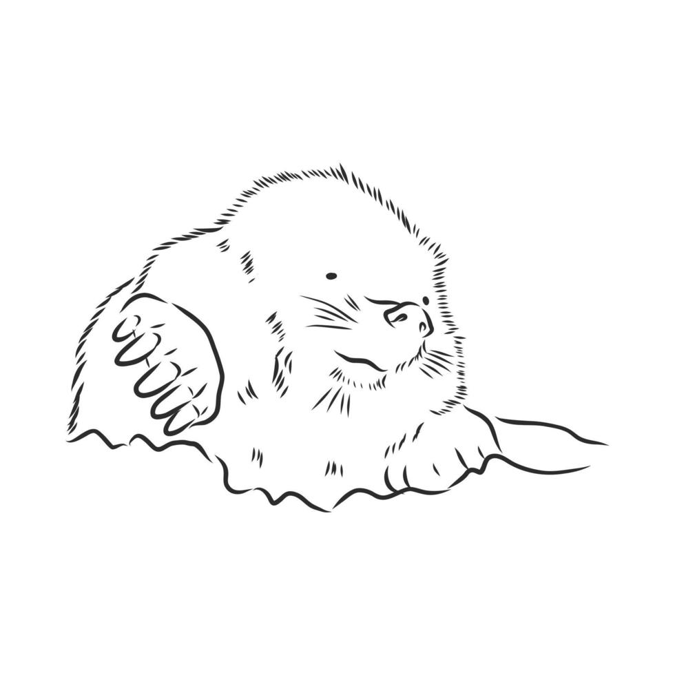 mole vector sketch