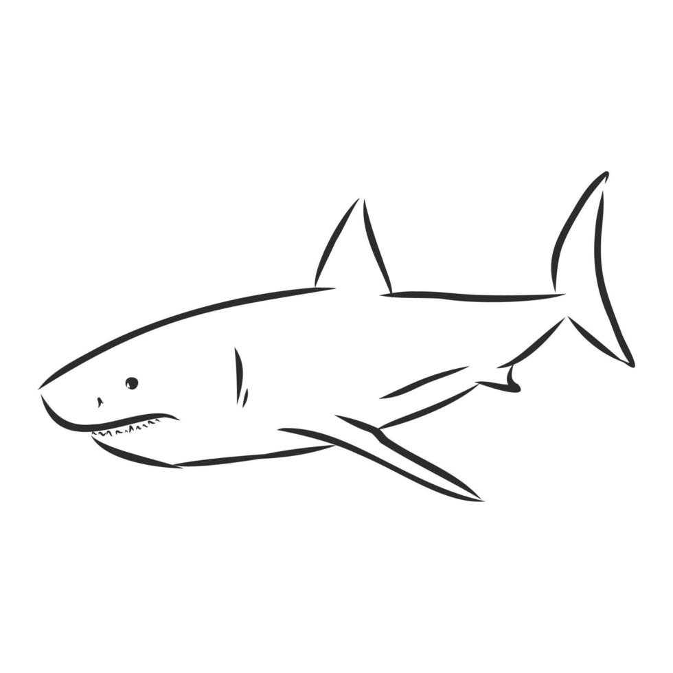 bosquejo del vector del tiburón