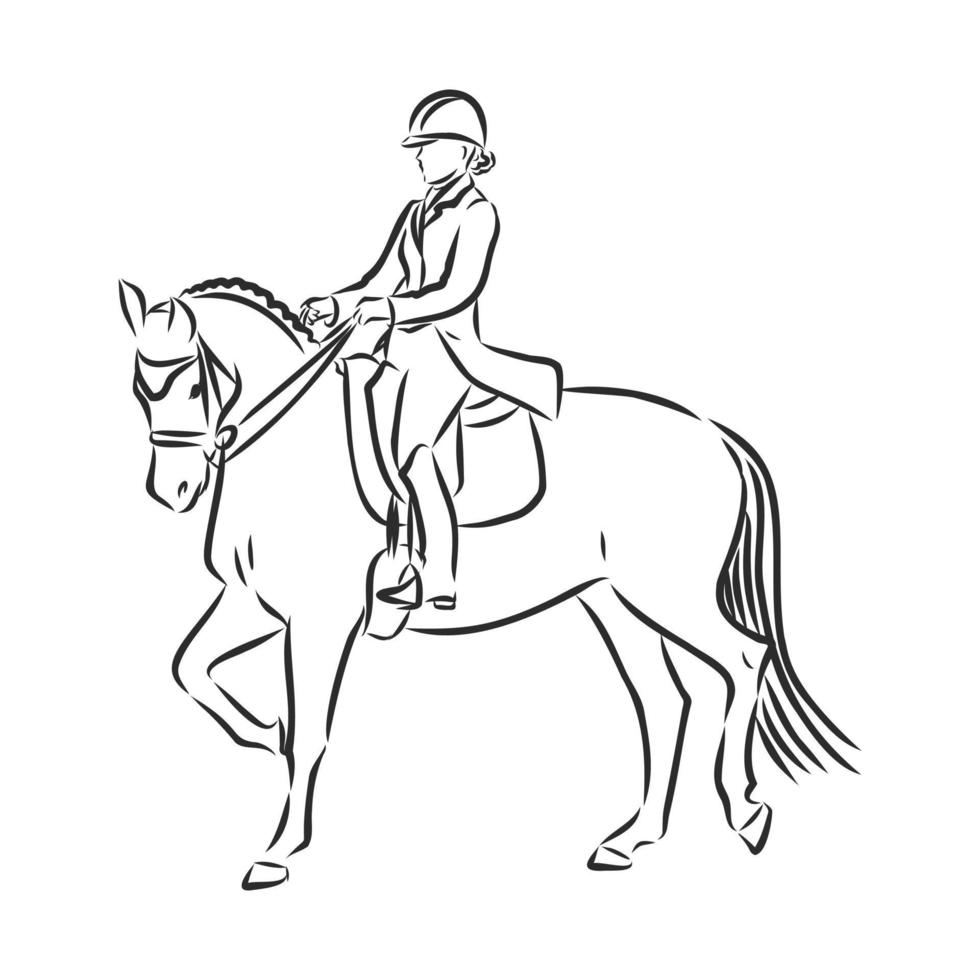 horse training vector sketch