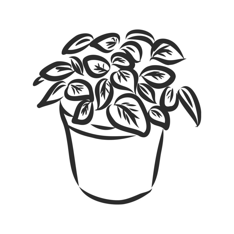 houseplant vector sketch