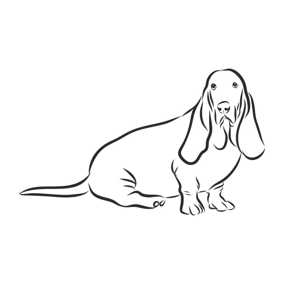 dog vector sketch