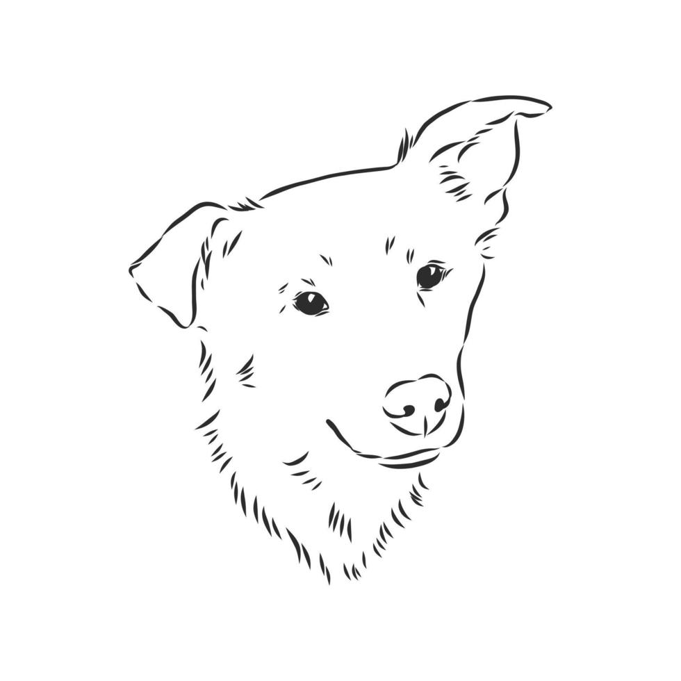 dog vector sketch