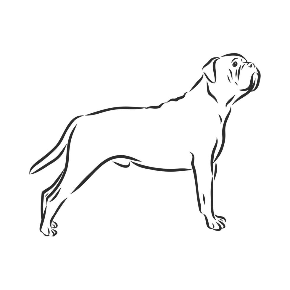 dog vector sketch