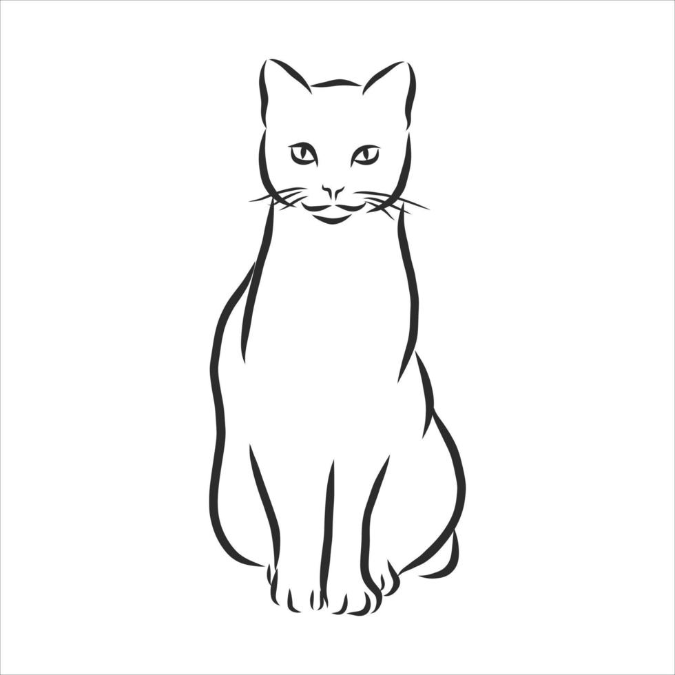 bosquejo del vector del gato