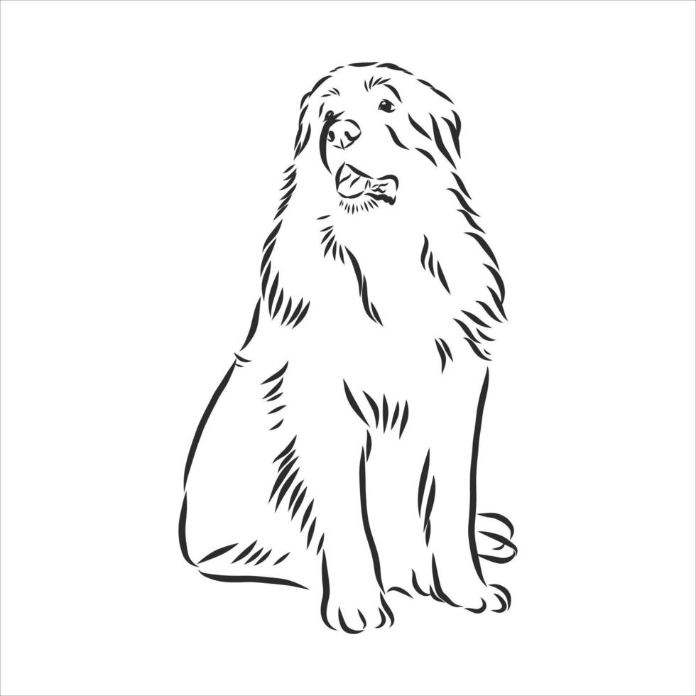 dog vector sketch