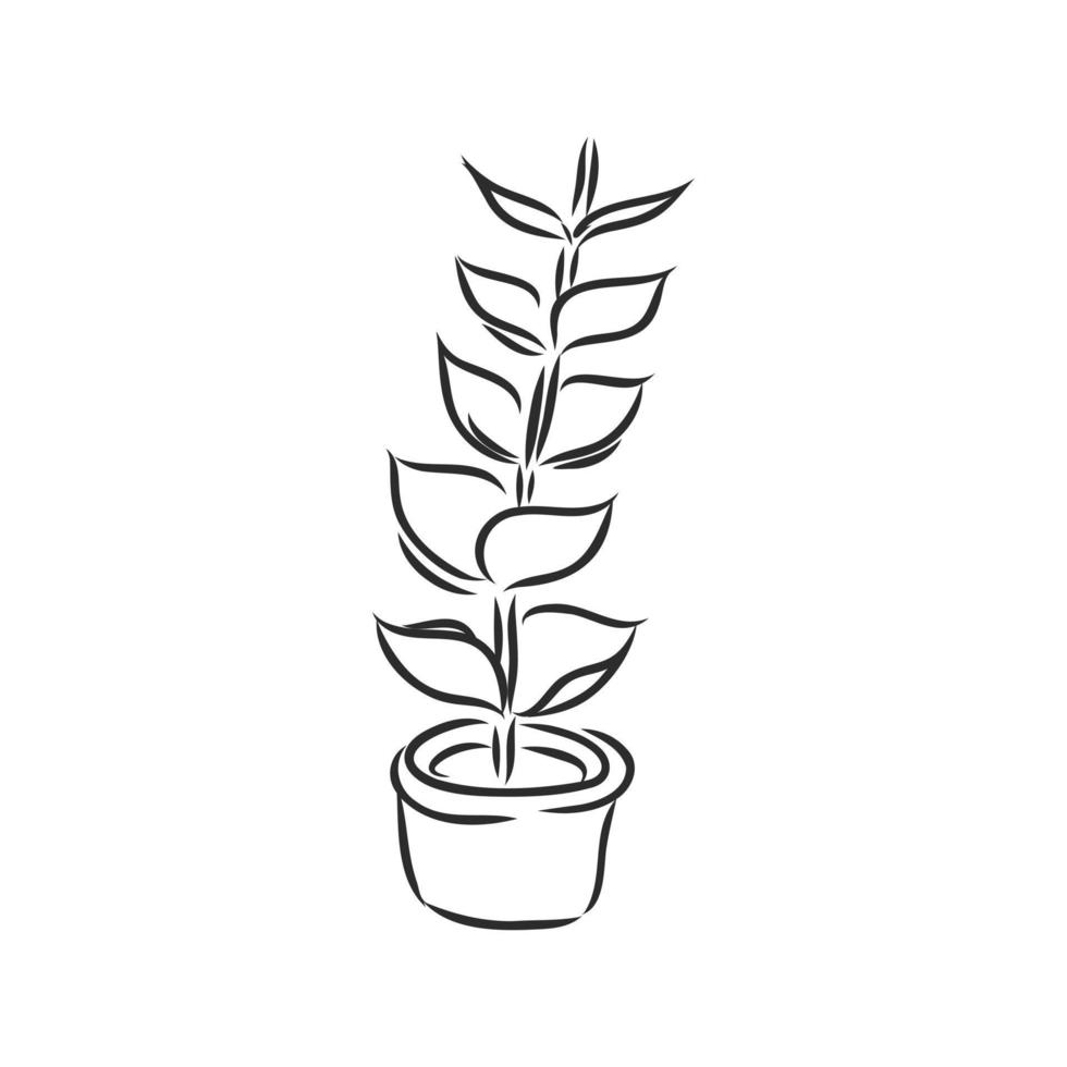 bosquejo del vector de la planta de interior