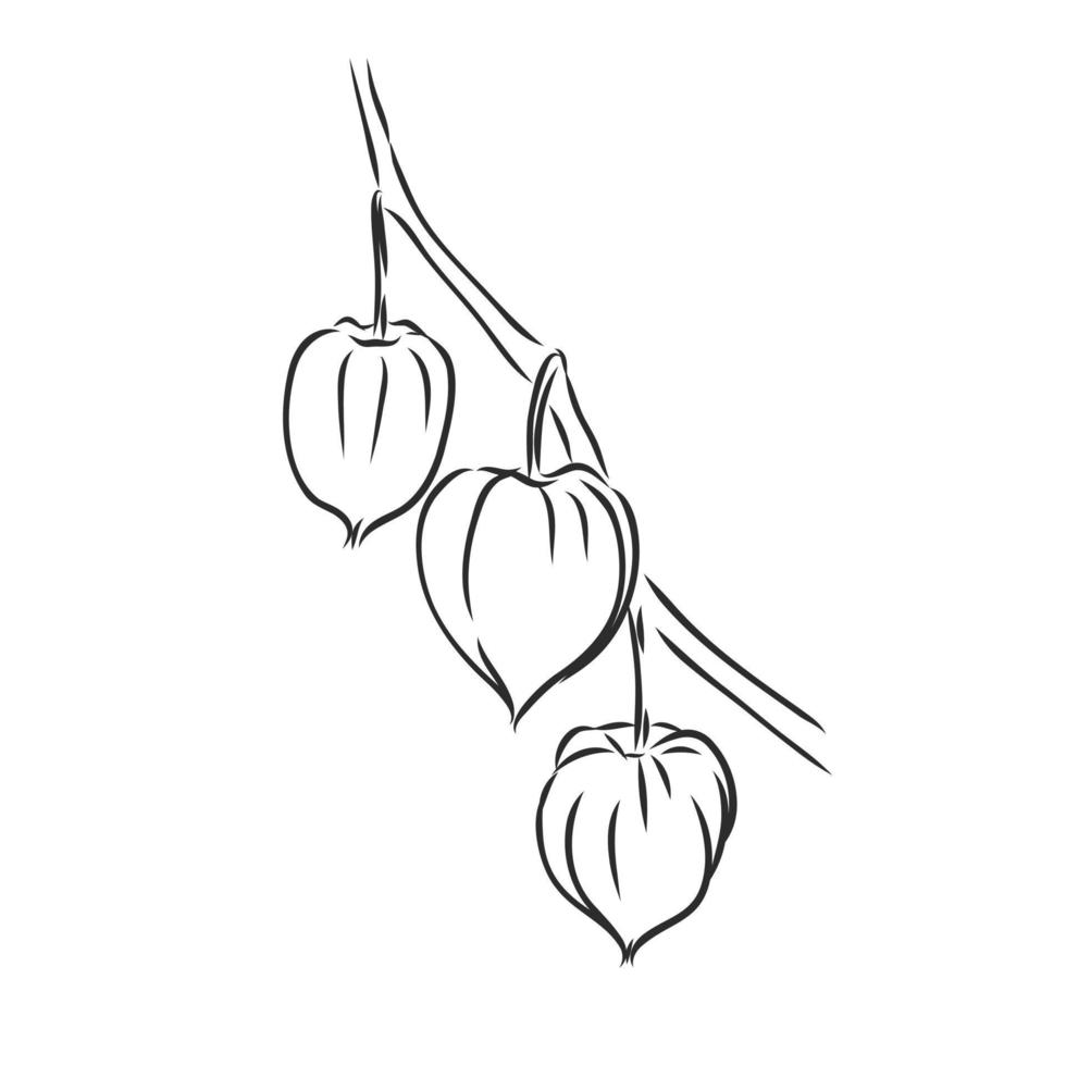 physalis vector sketch