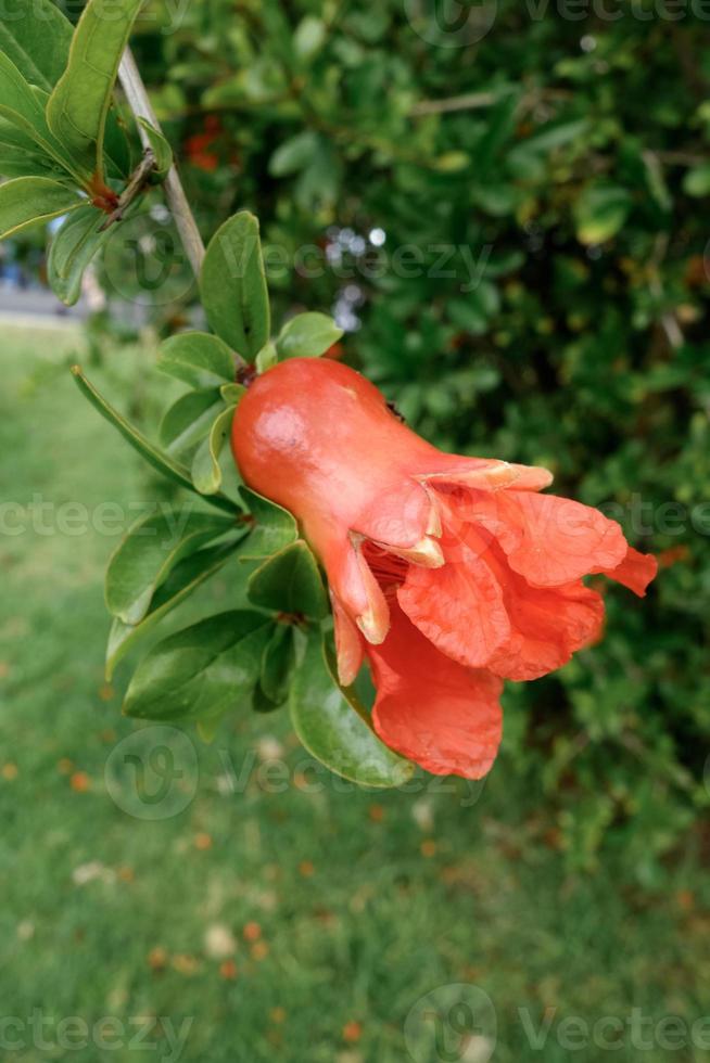 Flower of a Pomegranate tree in Benalmadena photo