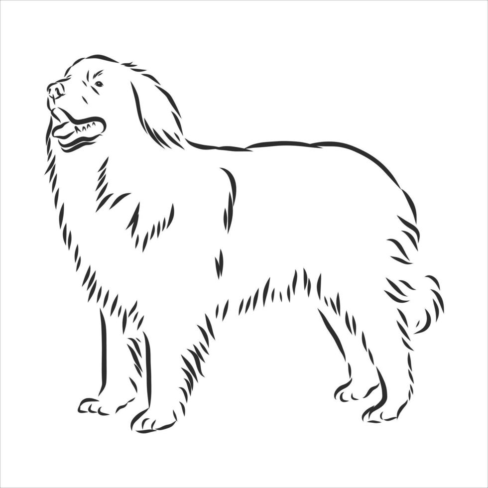 dog vector sketch