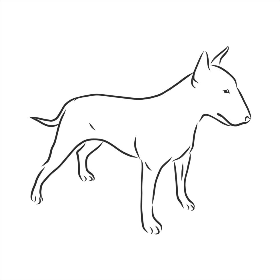 dog vector sketch