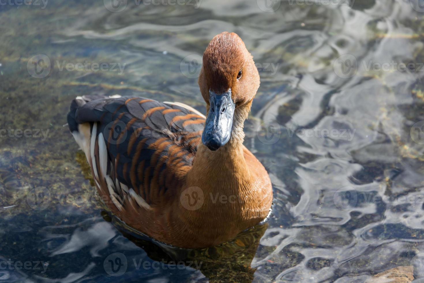 pato silbante fulvoso, dendrocygna bicolor, al borde del lago foto