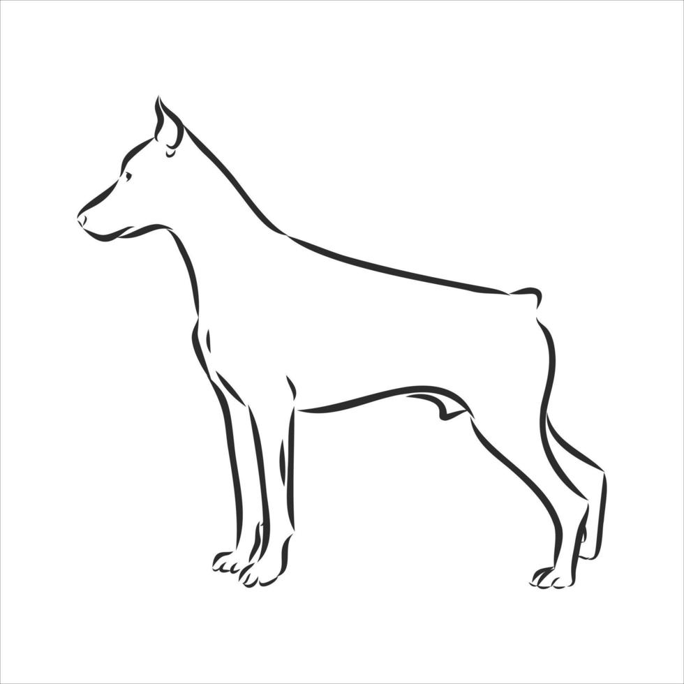 dog vector sketch