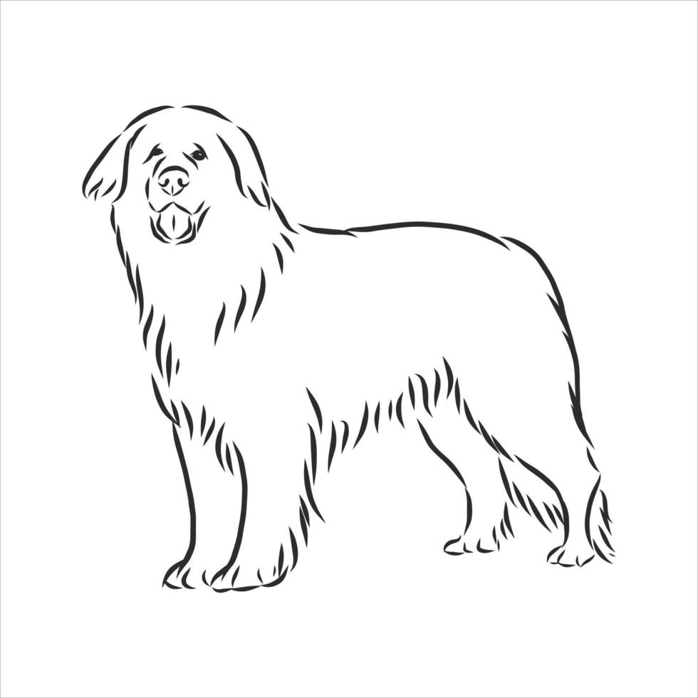 dog vector sketch