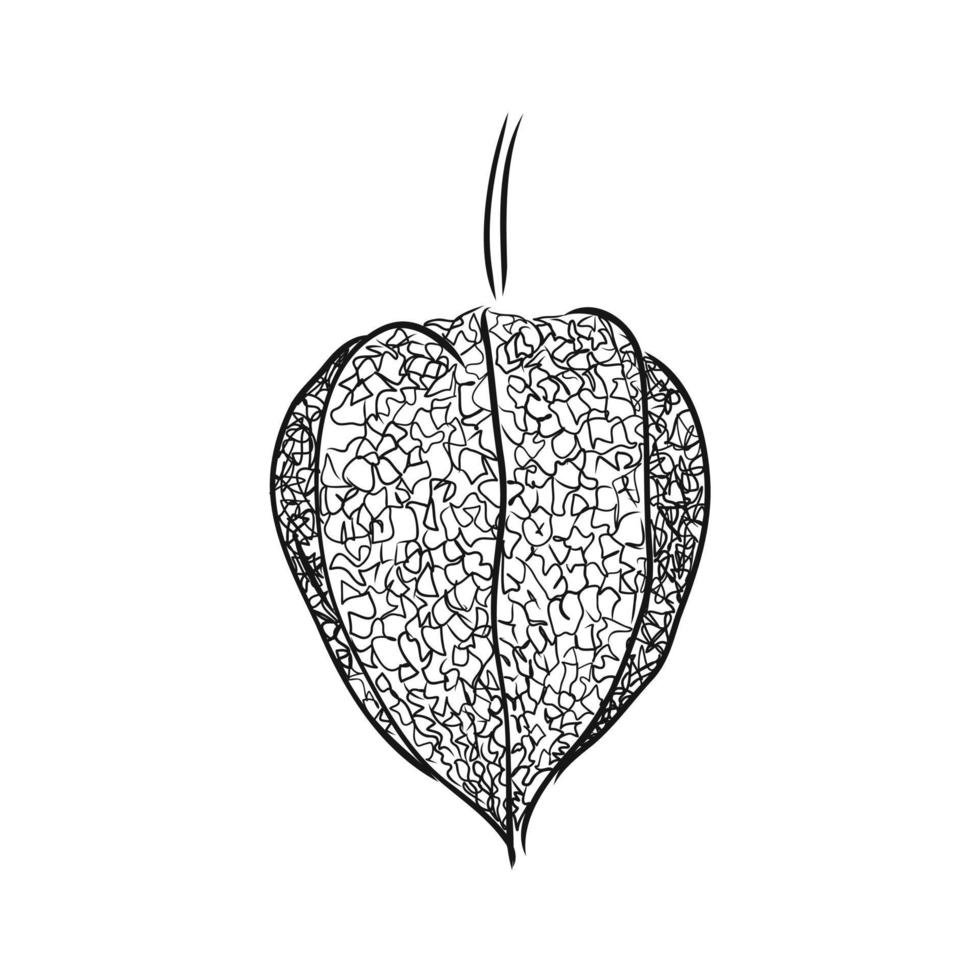 physalis vector sketch