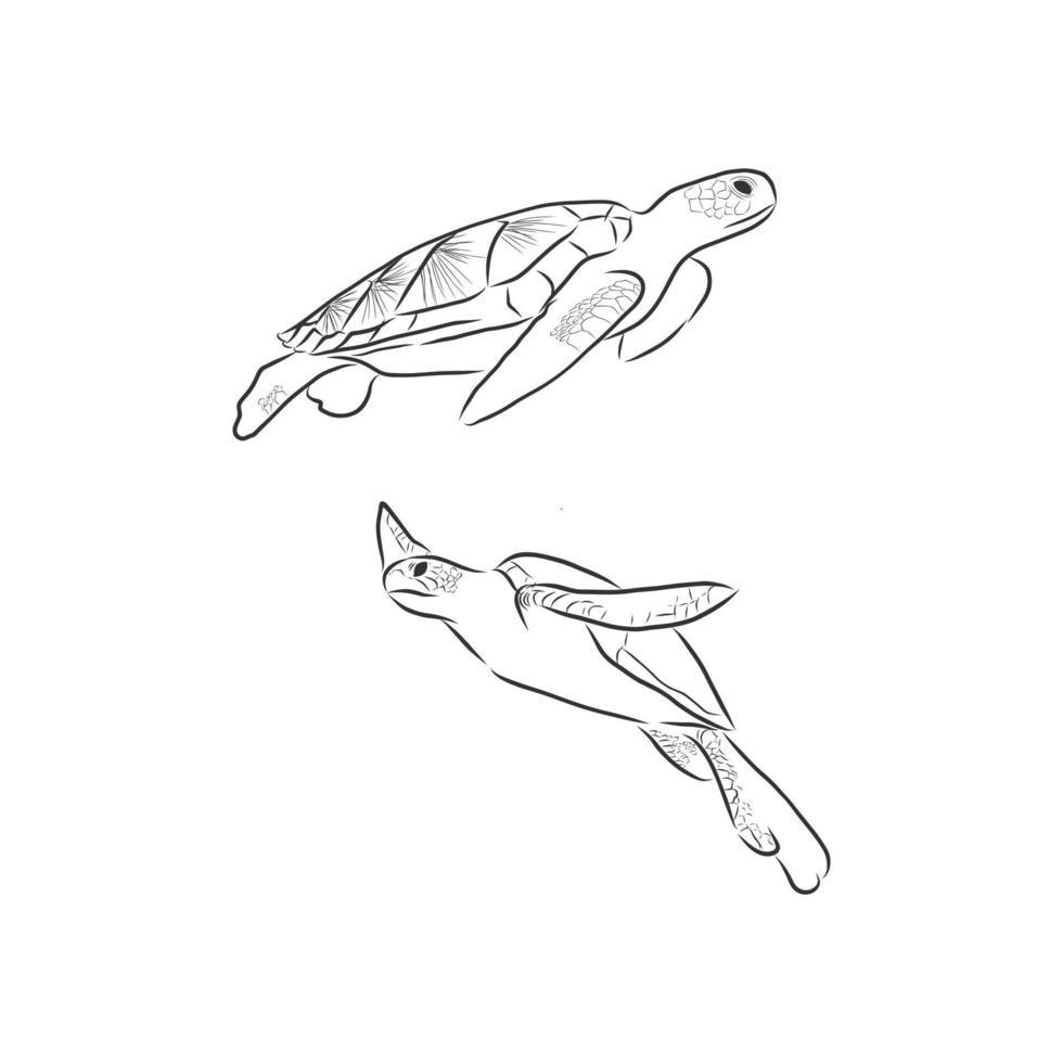 sea turtle vector sketch