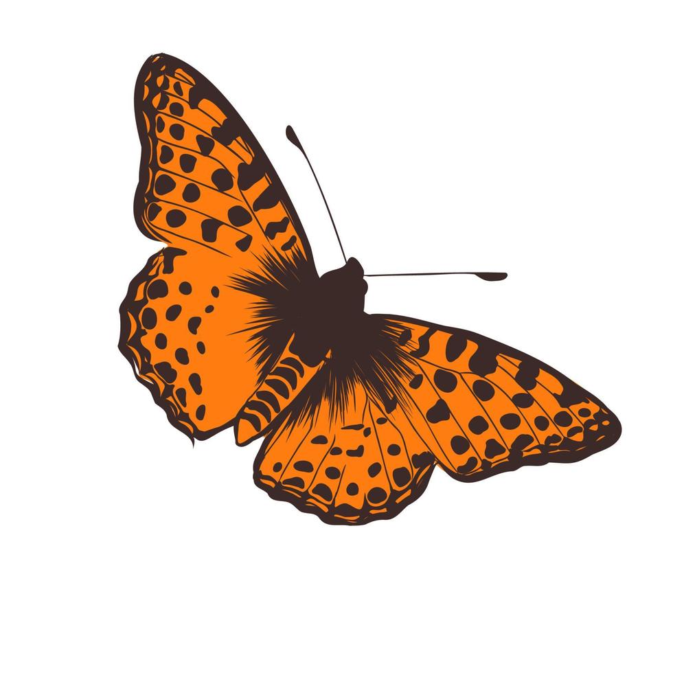 butterfly vector sketch