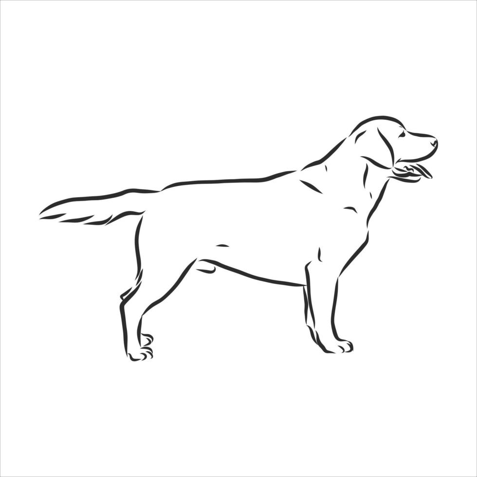 dog vector sketch