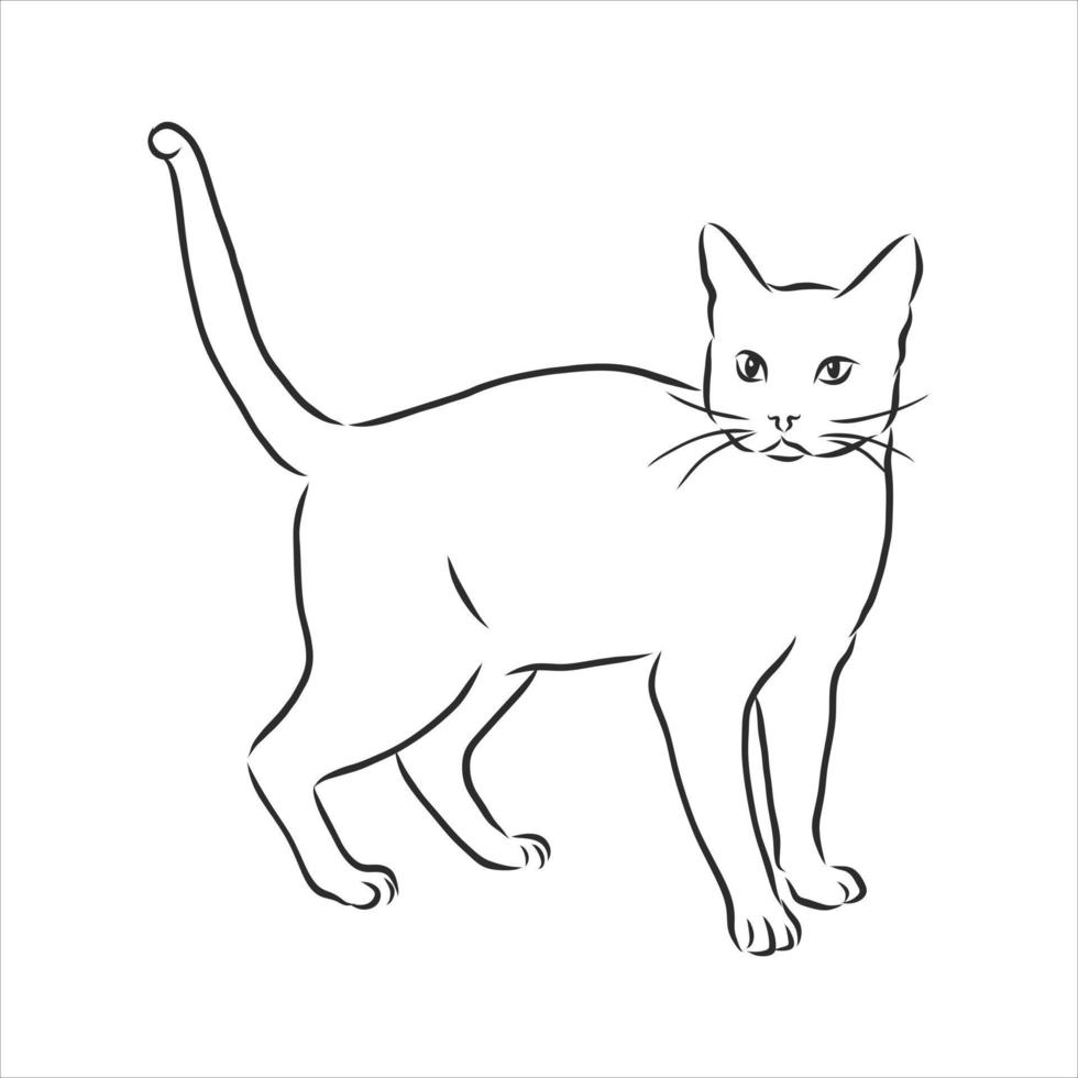 cat vector sketch