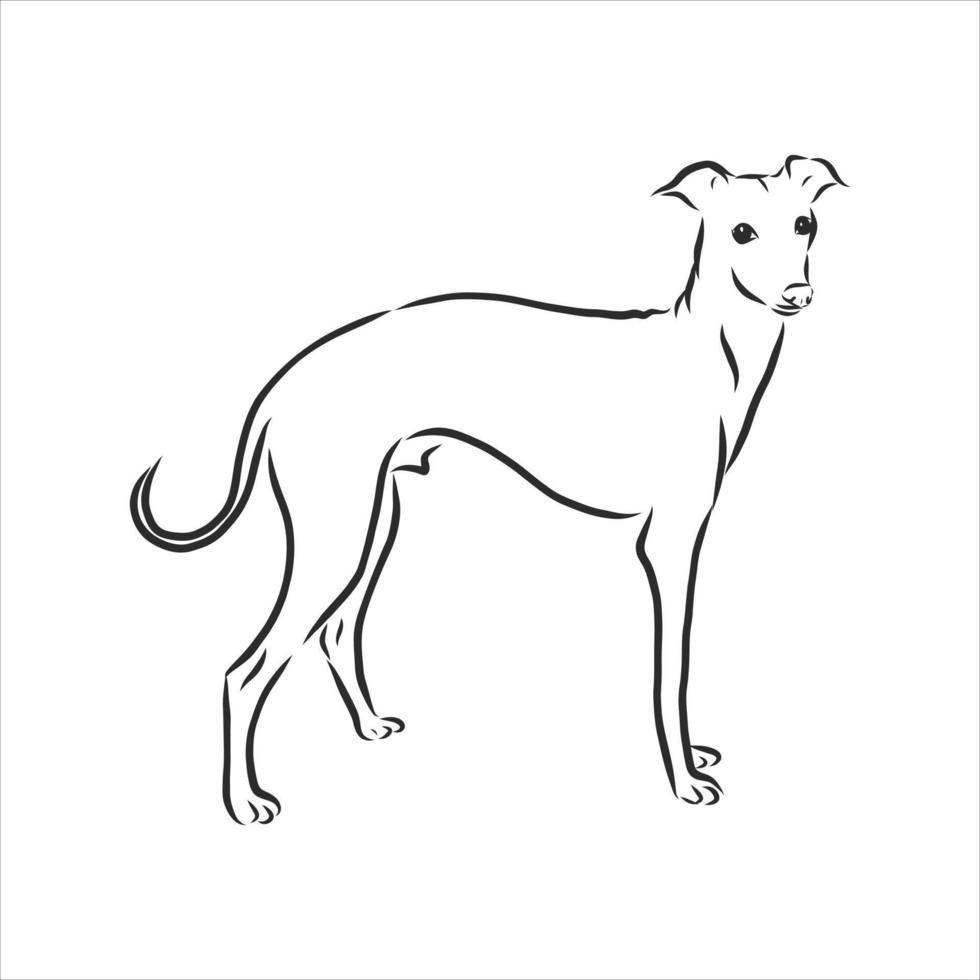 bosquejo del vector del perro