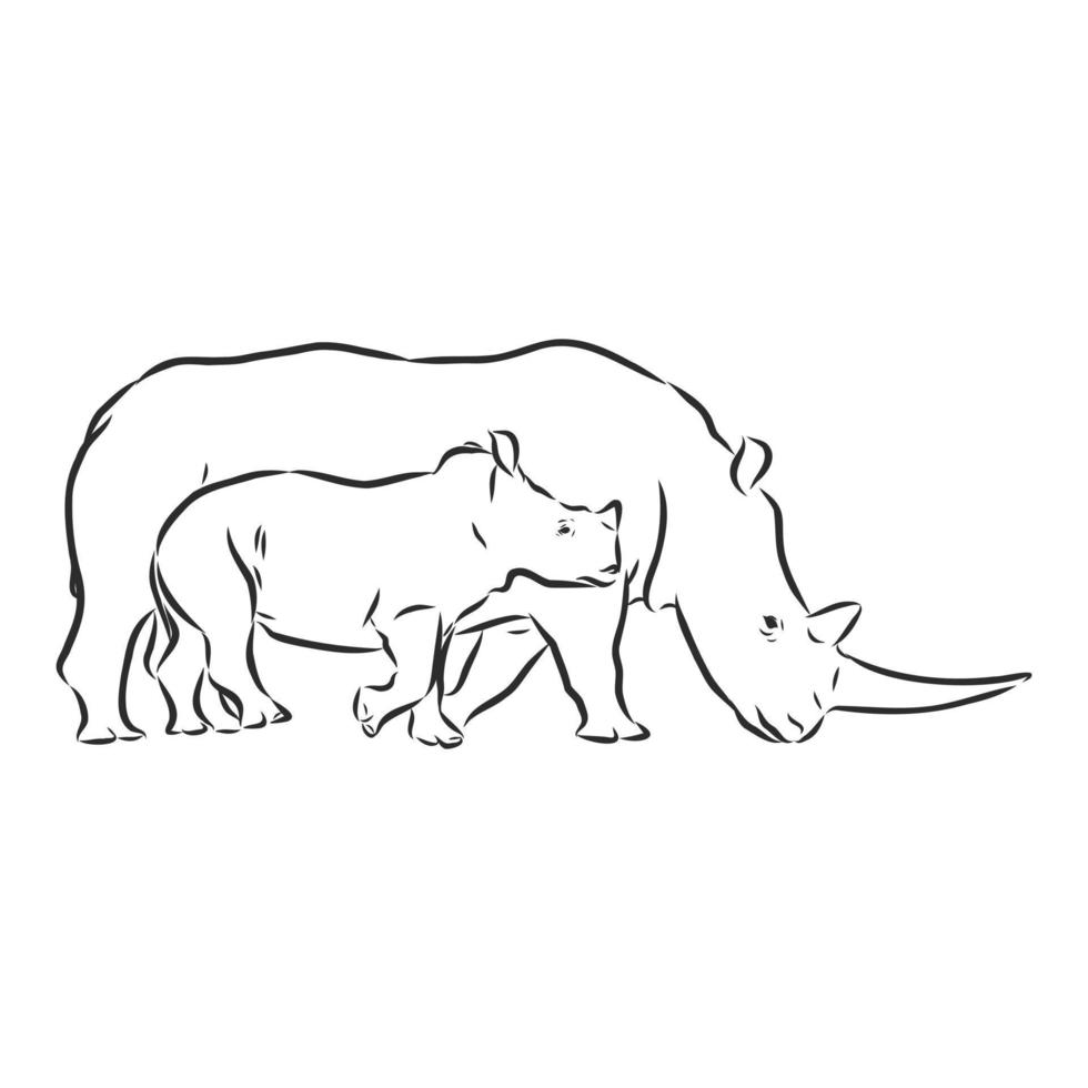 rhino vector sketch