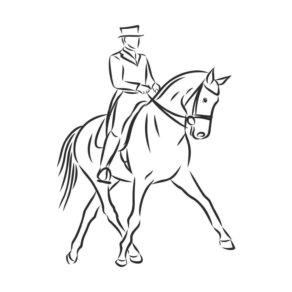 horse training vector sketch