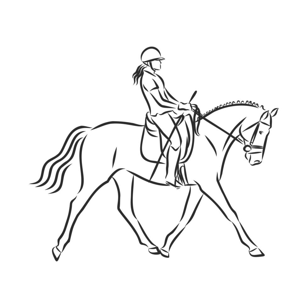 horse training vector sketch