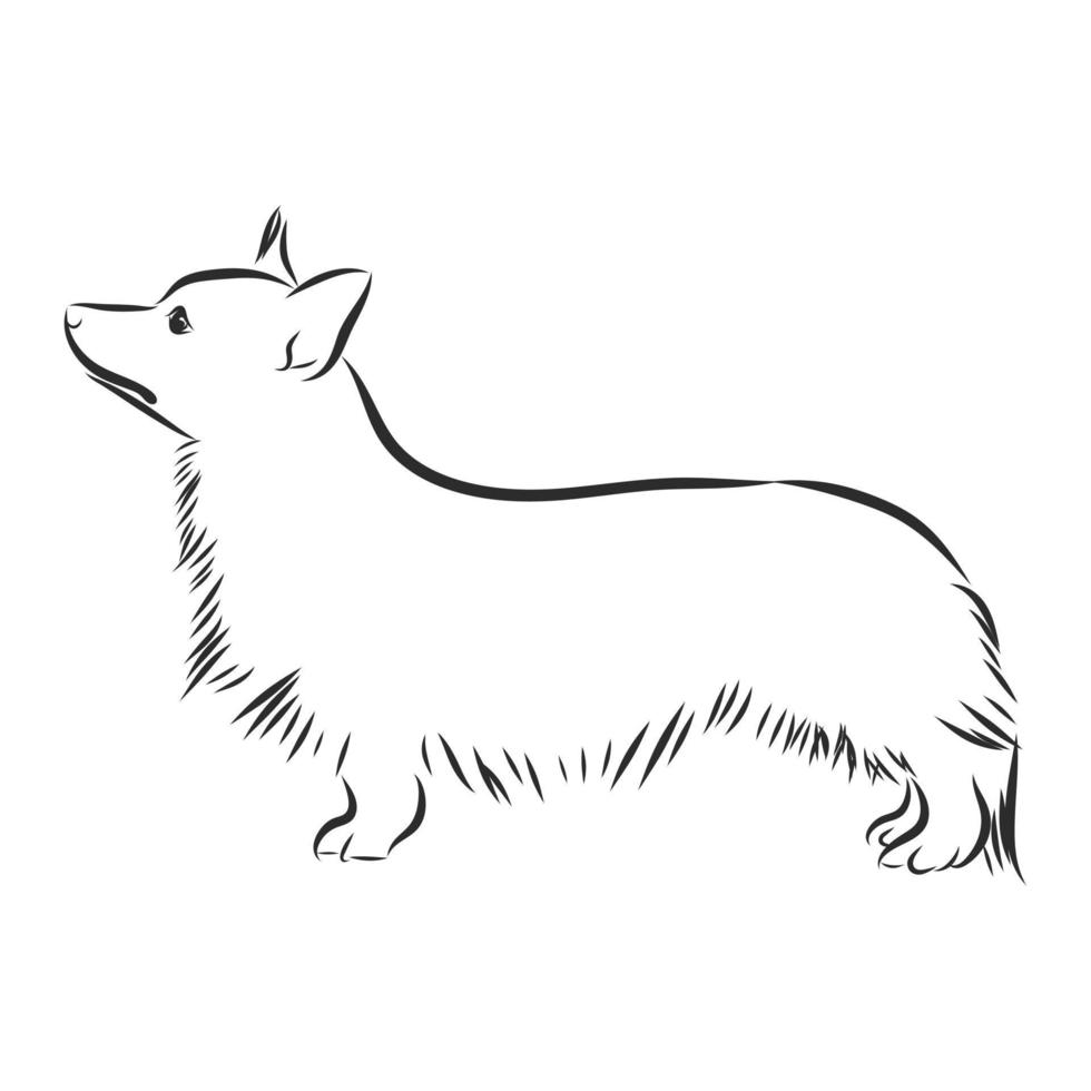 dog vector sketch