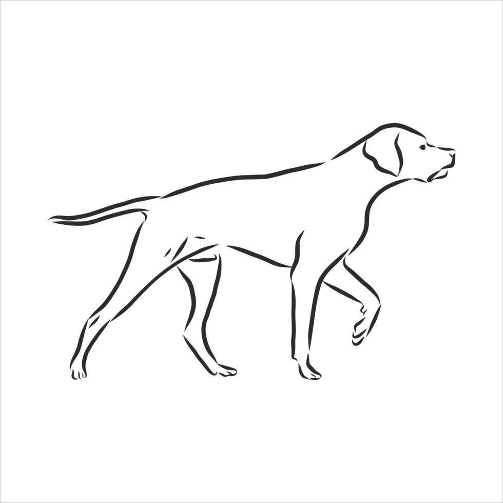 bosquejo del vector del perro