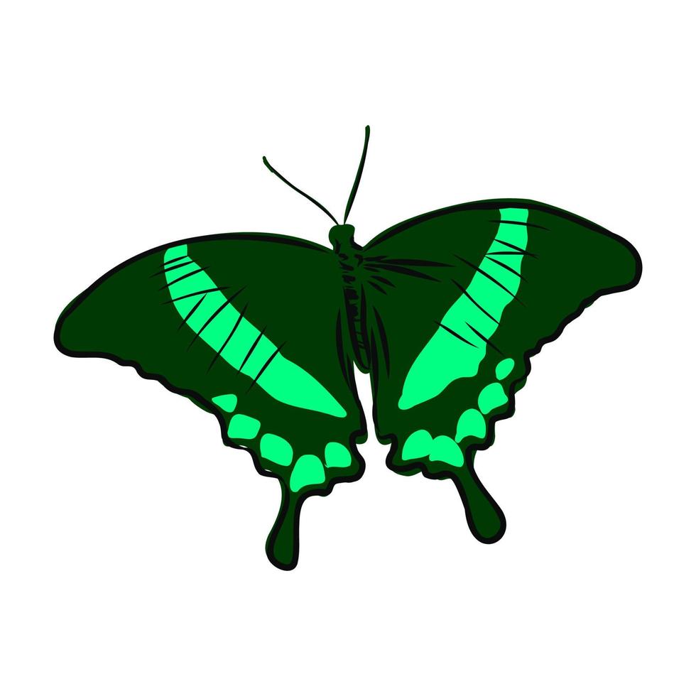 butterfly vector sketch