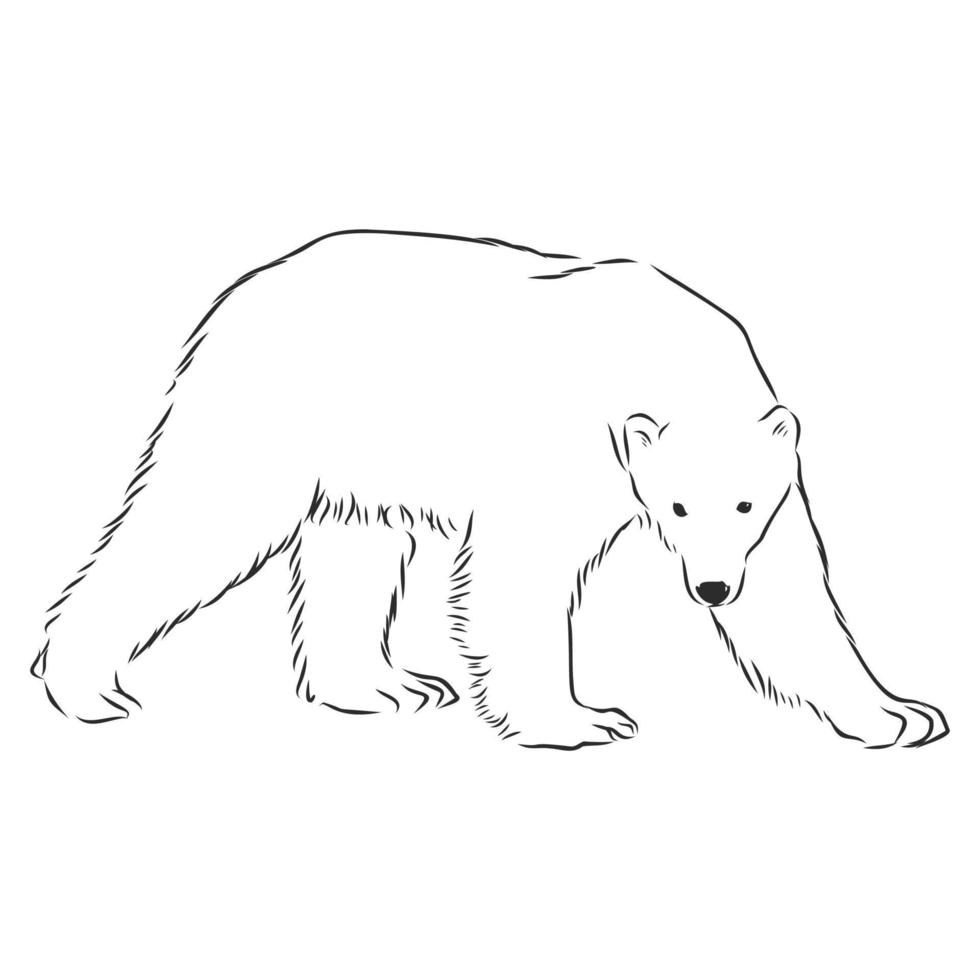 bosquejo del vector del oso polar