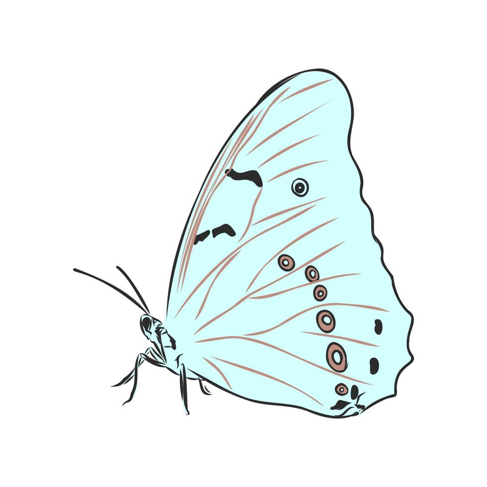 bosquejo del vector de la mariposa