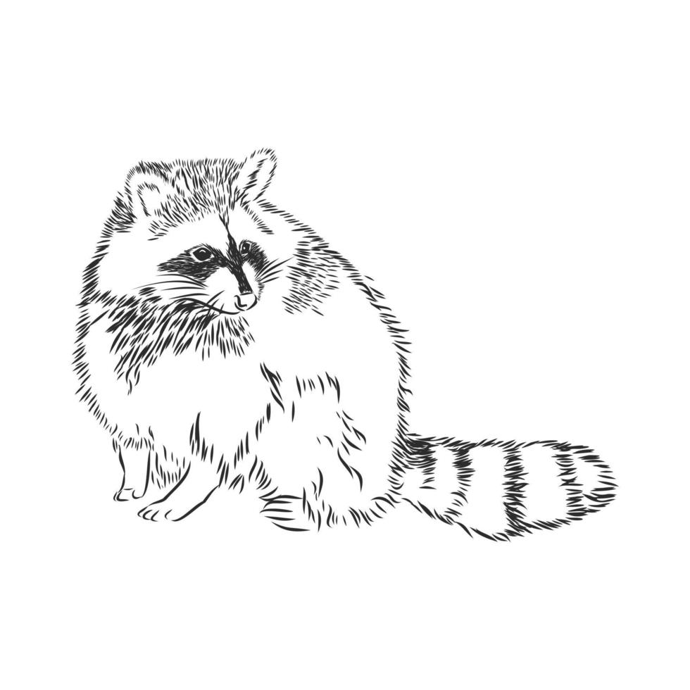 raccoon vector sketch