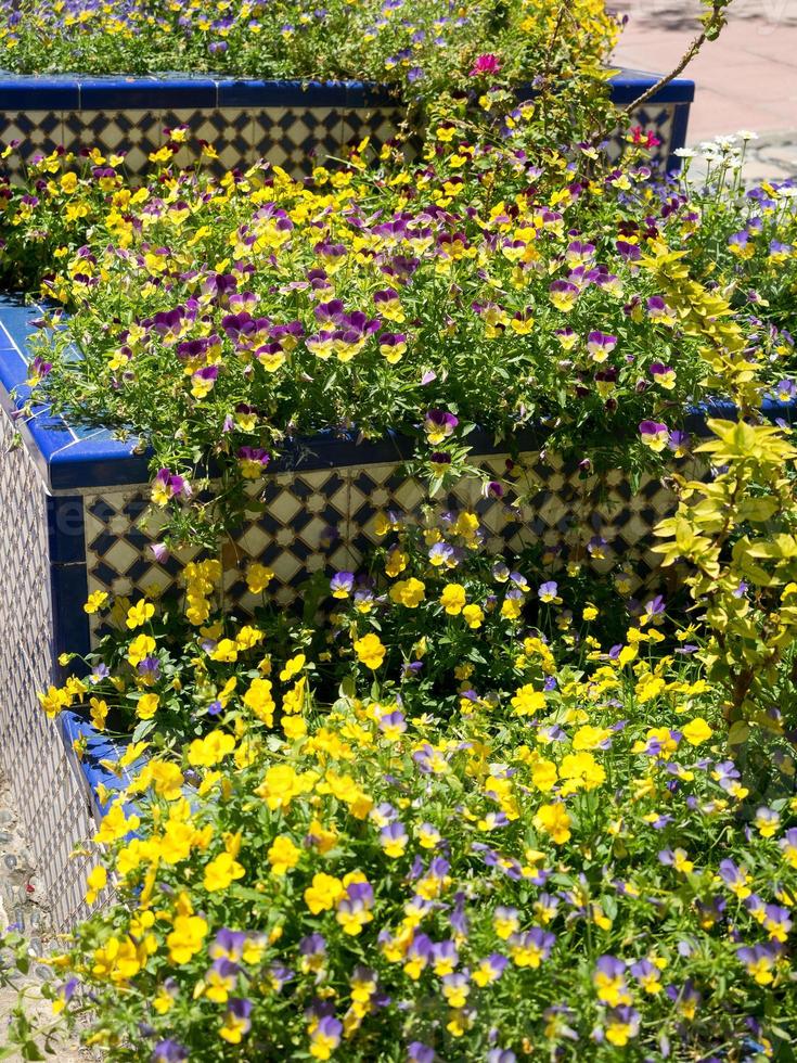 A carpet of Violas, Violaceae, spreading over some steps in Estepona, Spain photo