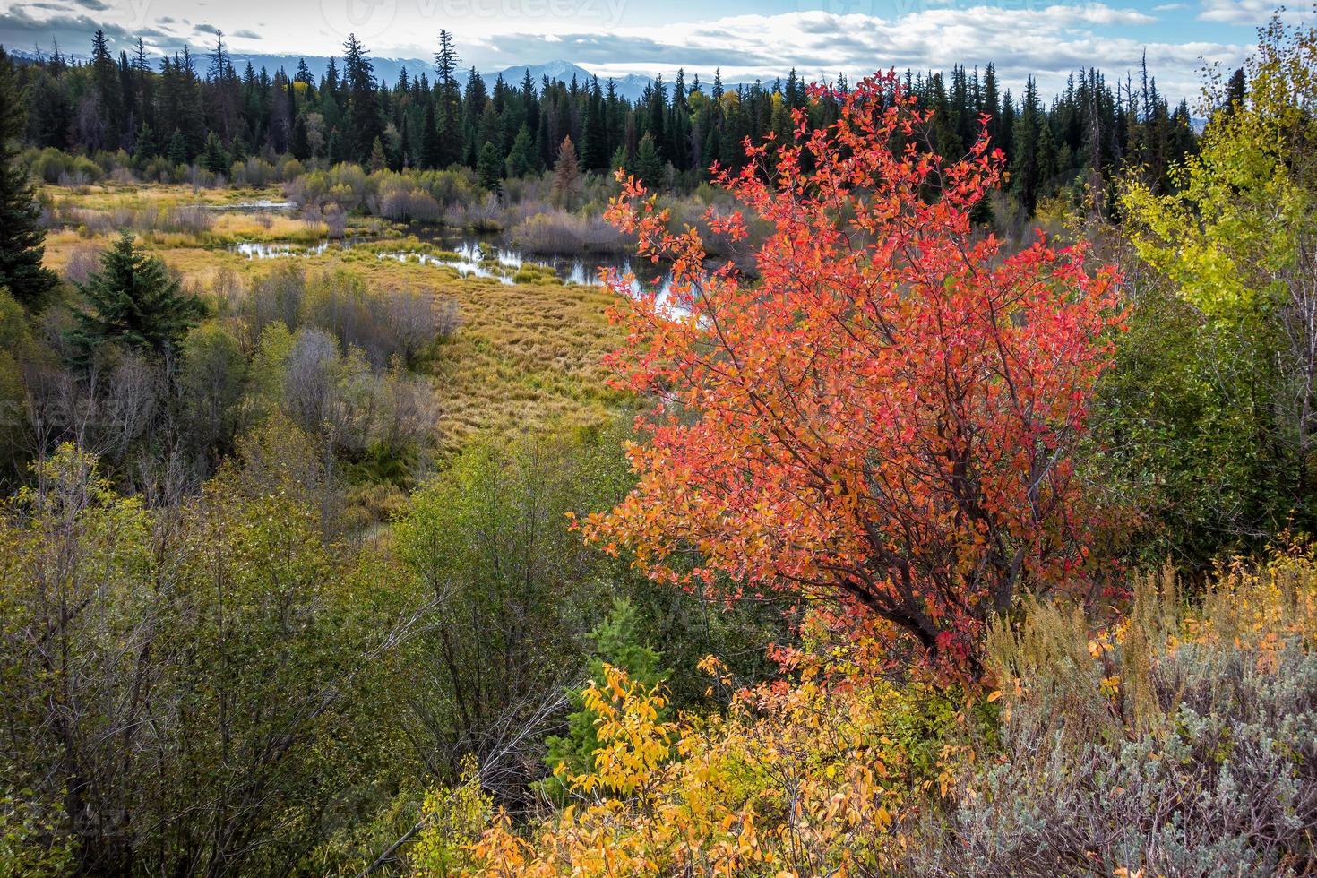 Autumn Colours in Wyoming photo