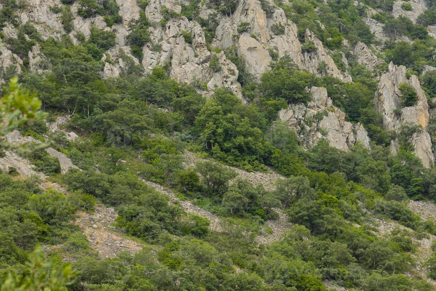 The downy oak tree, Quercus pubescens, grows in the highlands. Relic tree Oak Mountain landscape photo
